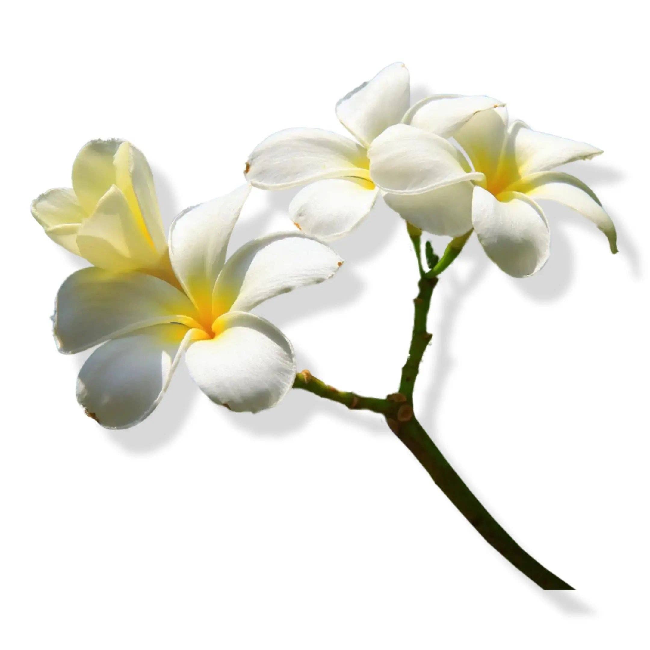 Arômes & Évasions - Wholesale Essential Oil - Essential Oil - Vanilla (Vanilla Planifolia)3