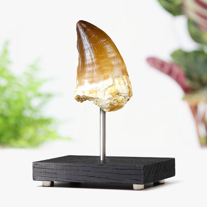 Support en chêne sur mesure authentique en forme de dent de dinosaure et de mosasaure pour la vente par Curated Studio