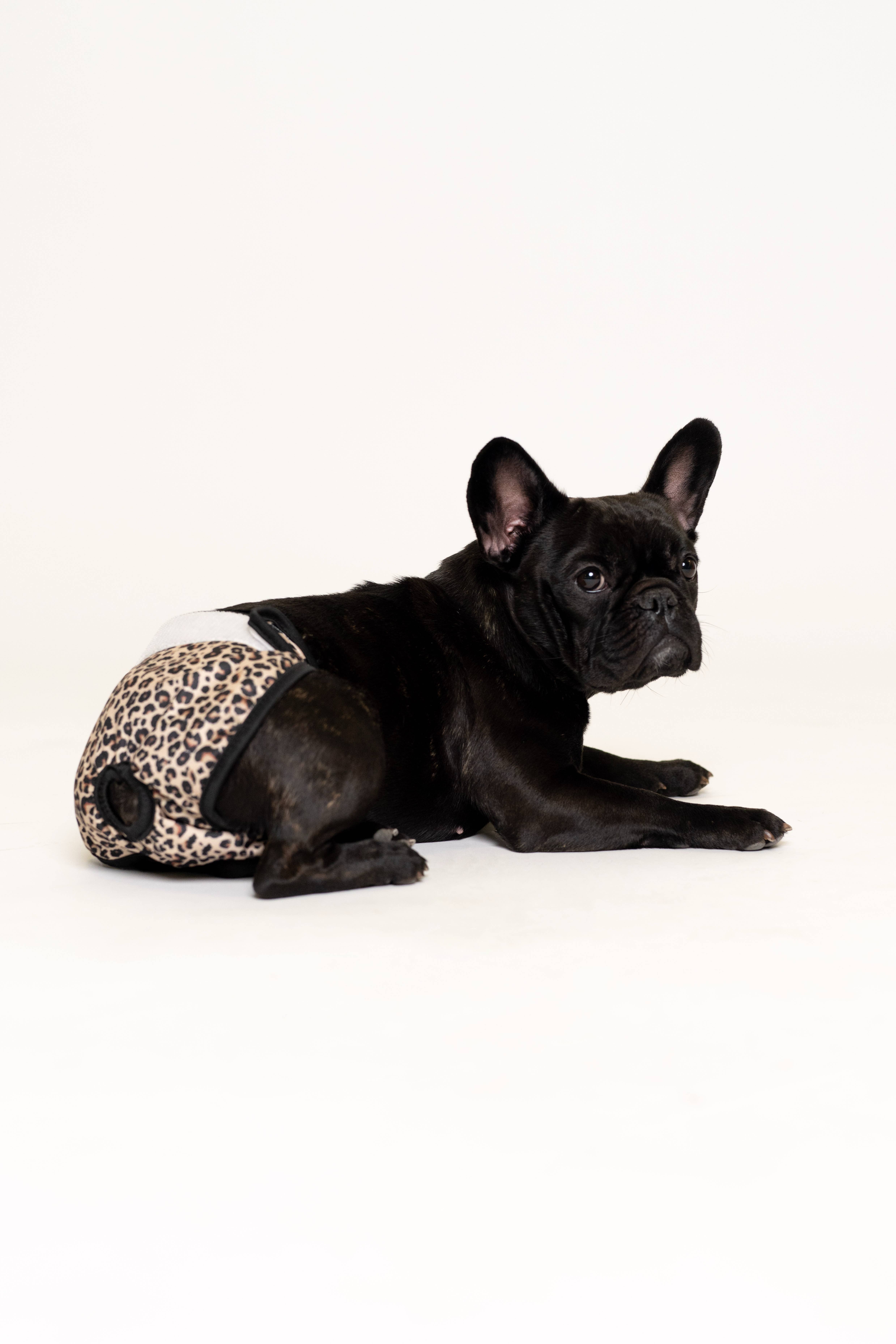 Lou and co. - Wholesale Pet Diaper - Dog - Dog Period Pants - Leopard 1