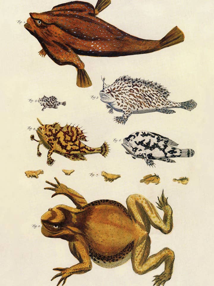 Postcard Toad, Longsmout Batfish, Sargassumfishes (153436) for wholesale by The Knowledge of Things by Catch Publishing
