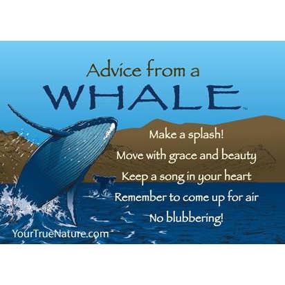 Advice from a Whale Jumbo Magnet for wholesale by Advice for Life by Your True Nature