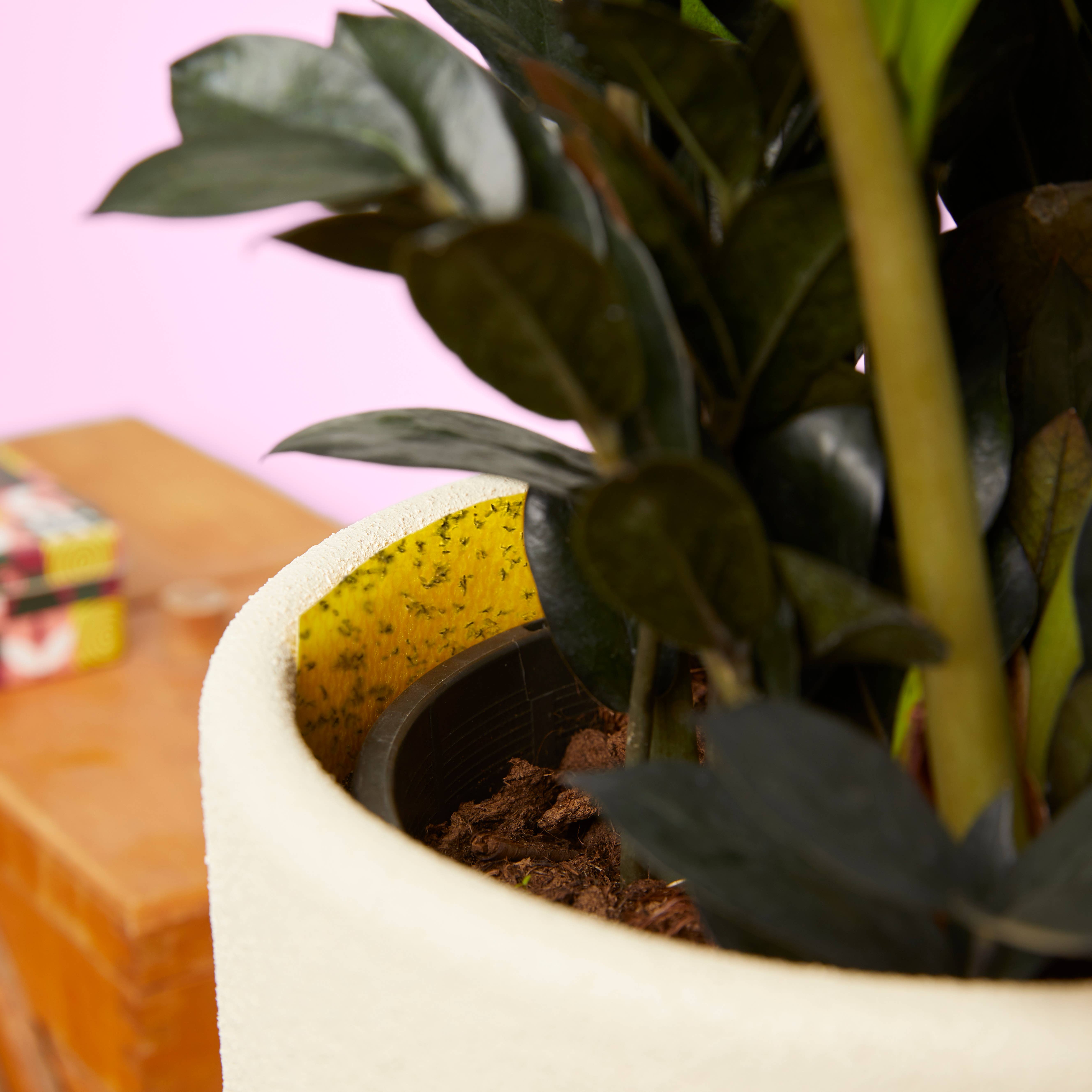 We The Wild Plant Care USA - Wholesale Garden Tool - Gnat Sticky Traps with Tin Box 16 pk1