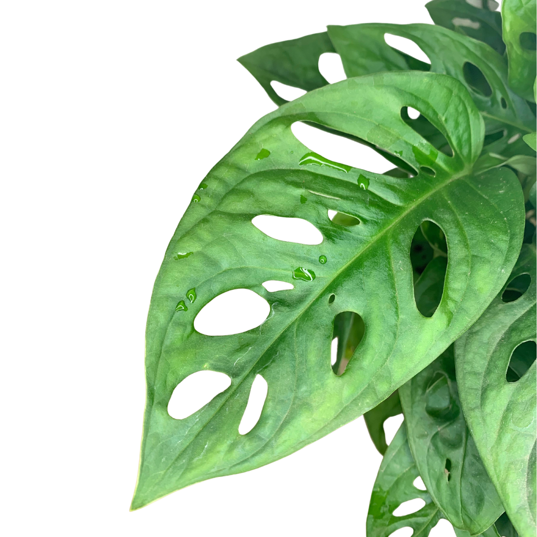 Flow State - Vente Plante - Plante à fromage suisse de 4" (Monstera adansonii) – Plante d'intérieur vivante2