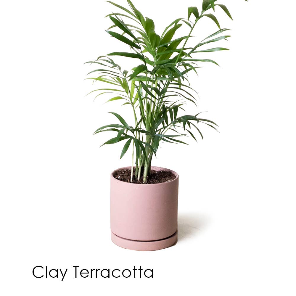 Chive - Wholesale Plant Pot - Dojo Flower Planter Pots With Drainage 3 Inch Planter2