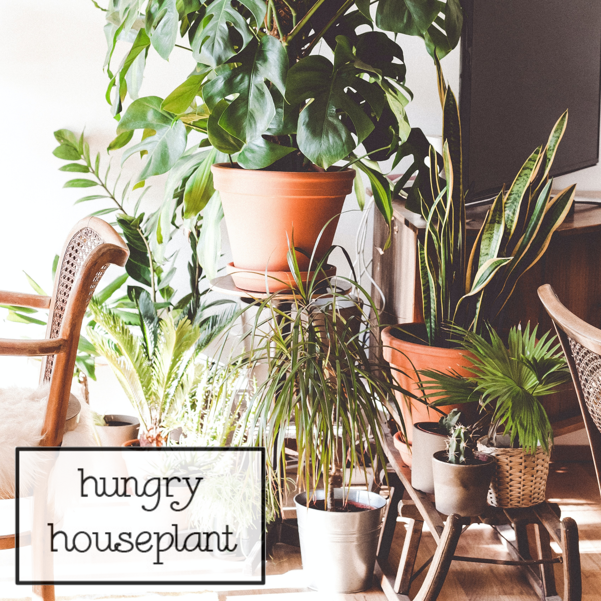 Hungry Houseplant - Wholesale Fertilizer - Case of 12: BLOOM Liquid Fish Fertilizer | 1.69 oz (50 ml)6