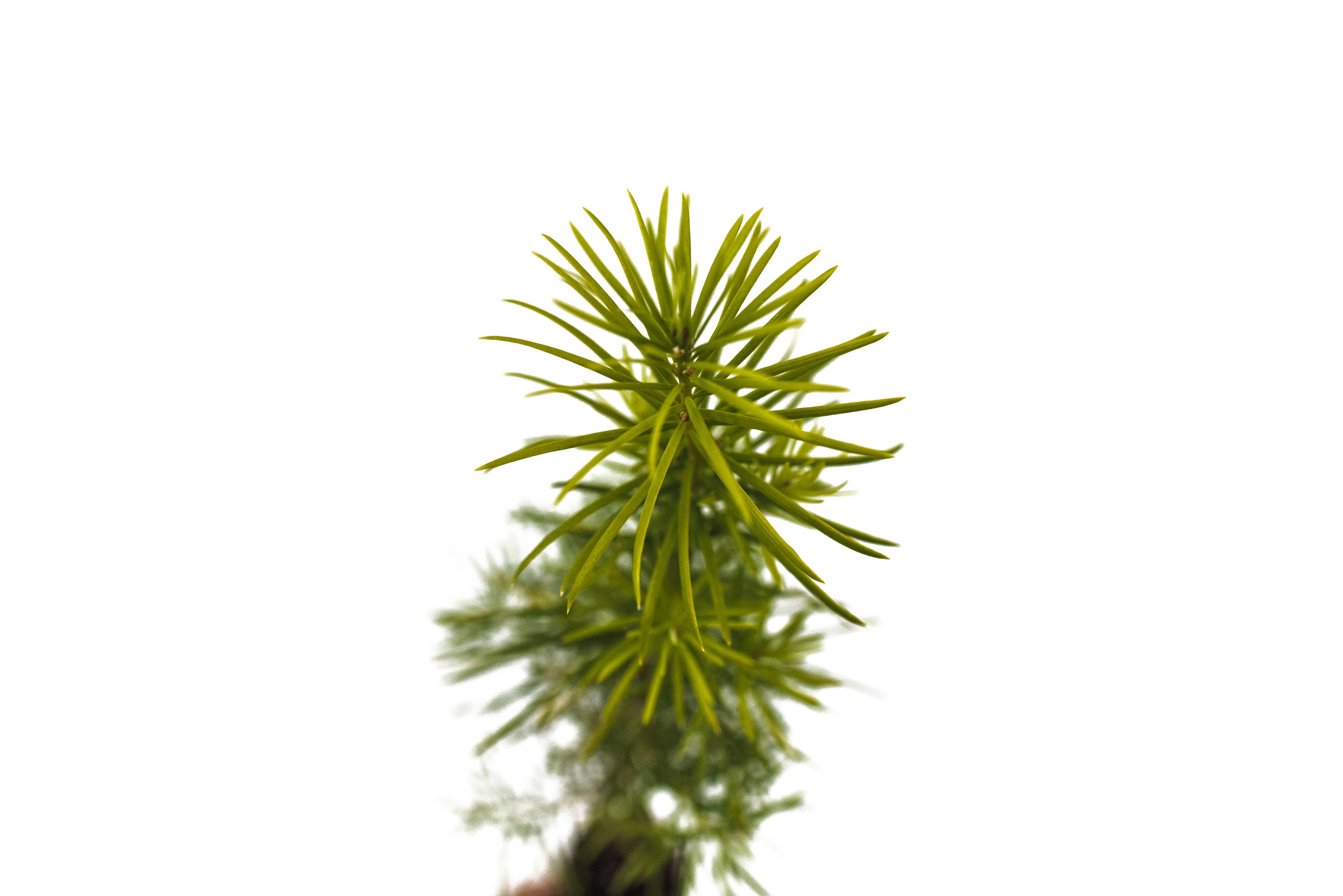 The Jonsteen Company - Wholesale Live Plant - Living Christmas Tree | Douglas-Fir | Packaged Live Tree2