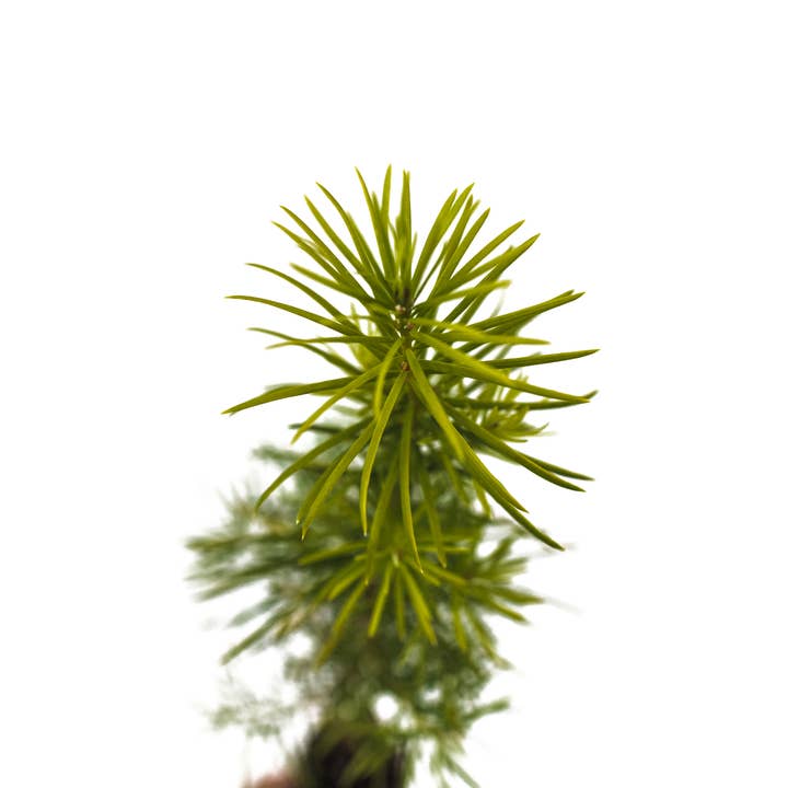 The Jonsteen Company - Wholesale Live Plant - Living Christmas Tree | Douglas-Fir | Packaged Live Tree2