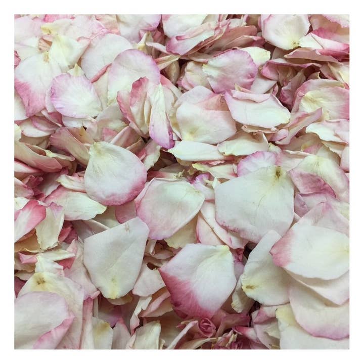 NEW Blush Ivory Real Rose Petals– 30 Cups | Freeze-Dried USA for wholesale by Flyboy Naturals Rose Petals