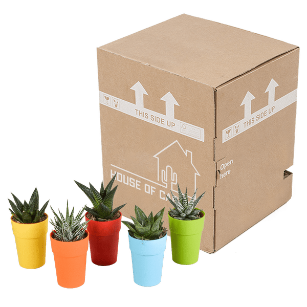 Oasis of Life – wholesale Succulent – Succulent Mix Gasteria & Haworthia – 5 Plants – Ø5.5cm Houseplants in Plastic Pot with Wooden Legs – Various Mini Succulents – Easy-Care Plants for Windowsill, Office & Living Room7