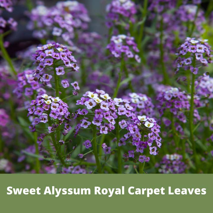Flawn Seed Kits - Wholesale Plant Seeds - Sweet Alyssum Royal Carpet Seed Pouches3