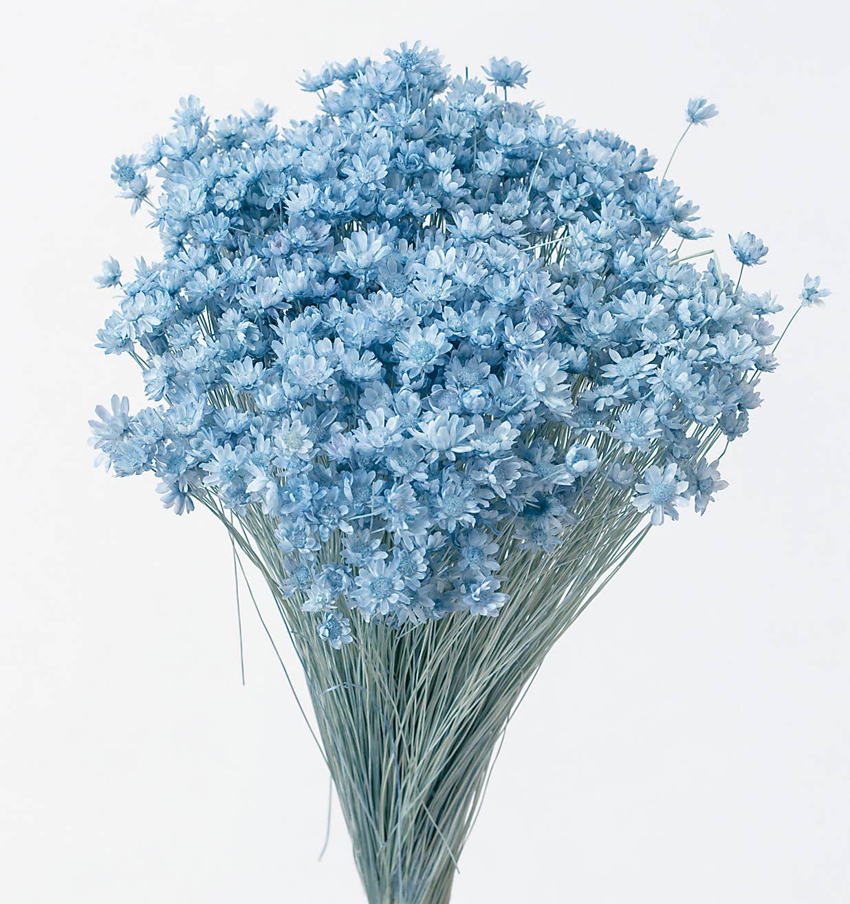 2626 Designs - Wholesale Dried/Pressed Flowers - Dried Preserved Star Flower Mini | Realistic & Lasting Decor1