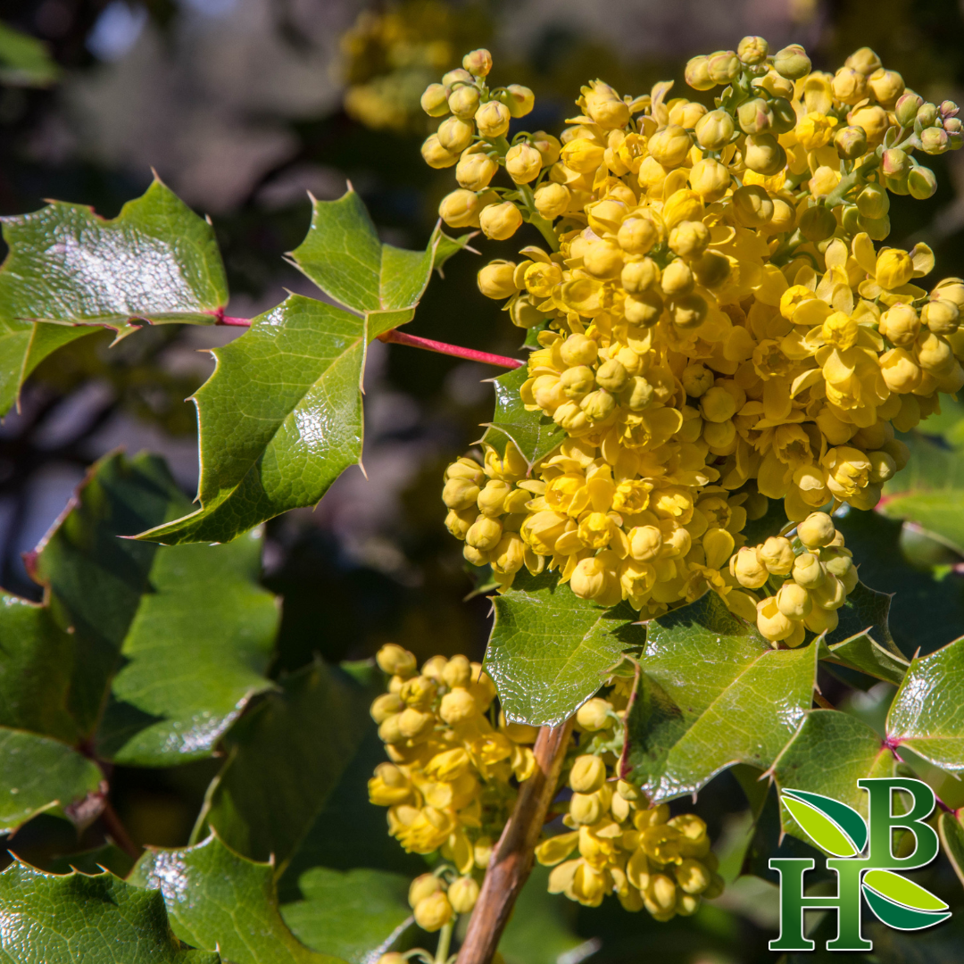 Herb To Body – wholesale Örter – Oregon druvrot C/S1