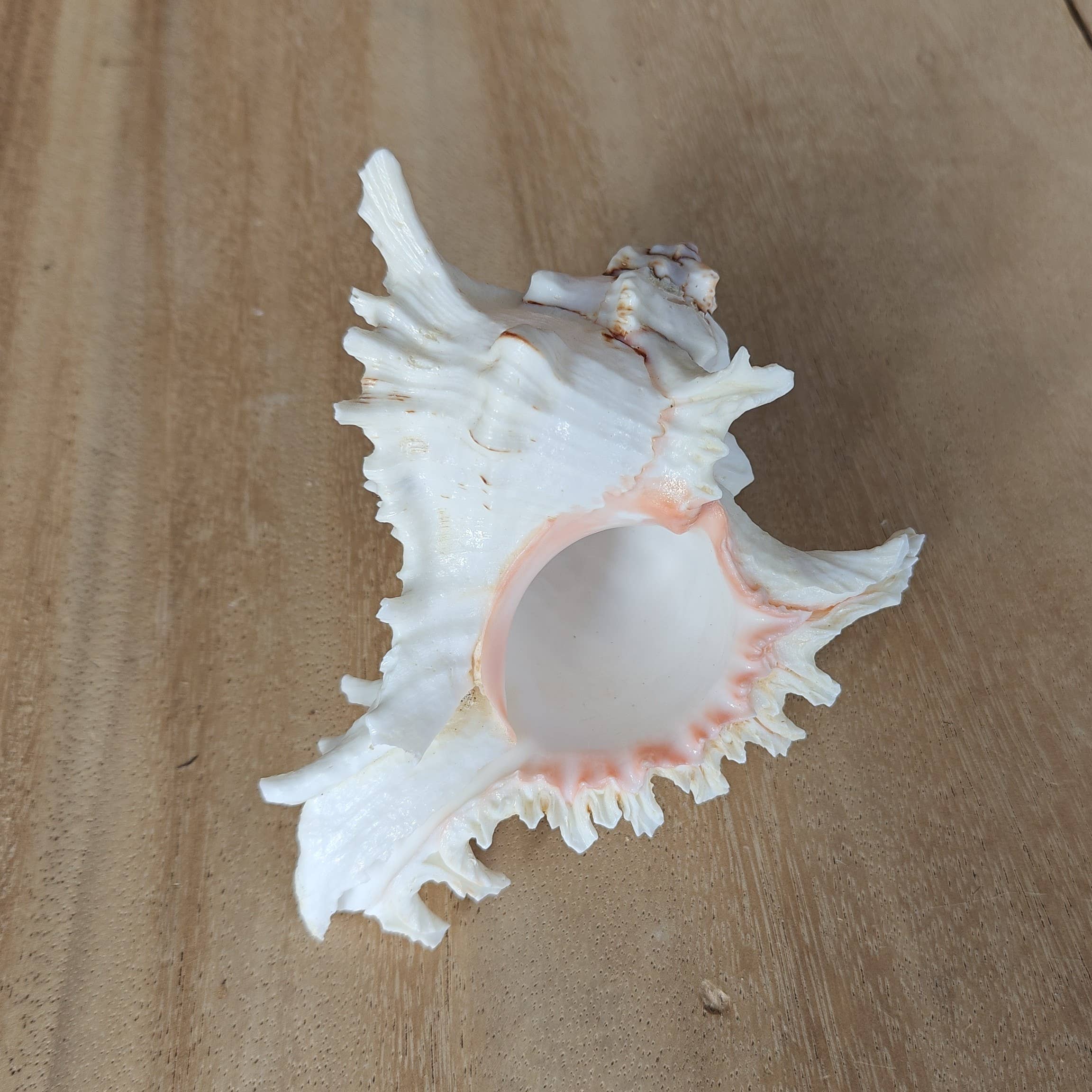 Product Import Holland - Vente Décorations de table - Rogik Small - nature - coquillage - décoration - côte1