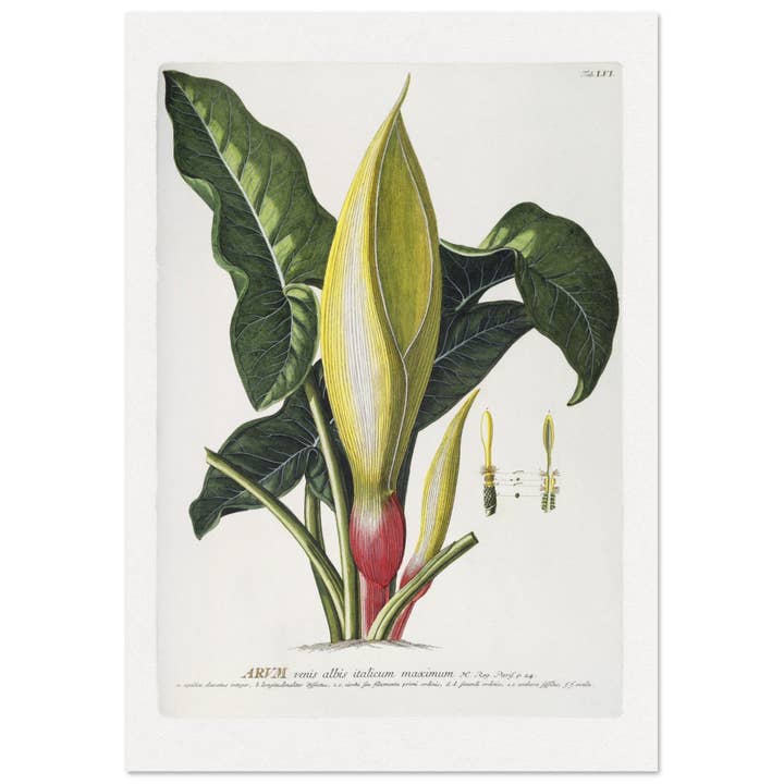 Arum pour la vente par Maison de Paloma