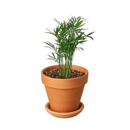 House Plant Wholesale WEST - Wholesale Live Plant - Parlor Palm13