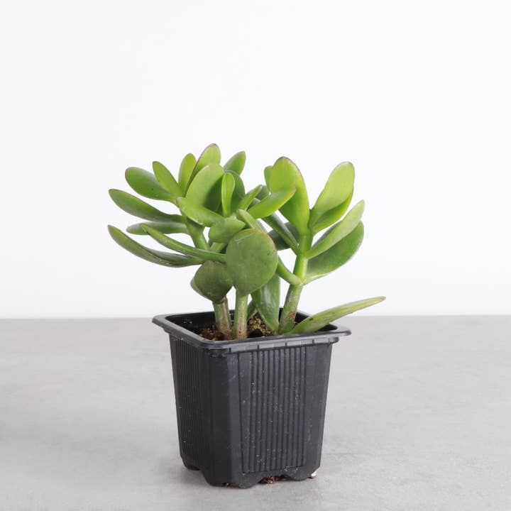 Thorsen's Greenhouse - Wholesale Succulent - Jade Succulent Plant - Live Plant9