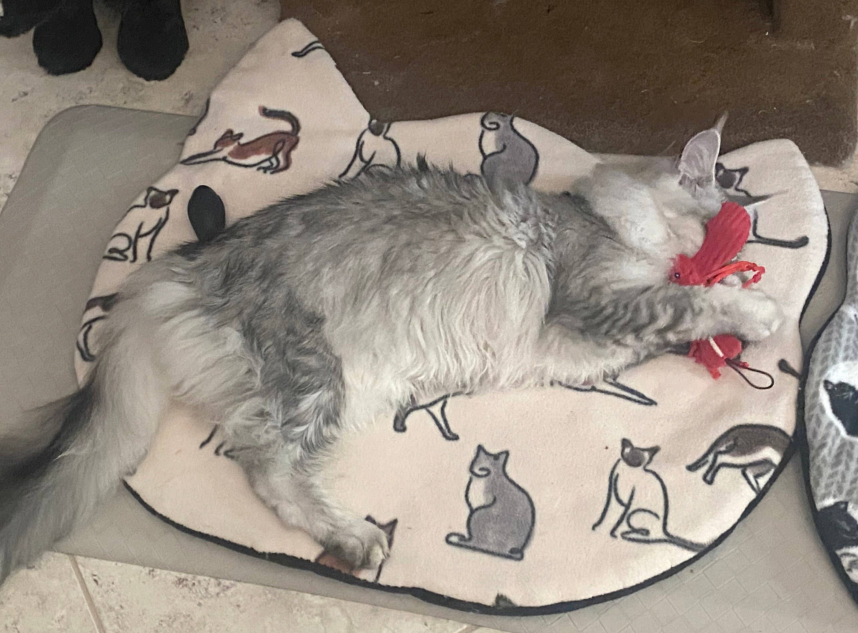 Screaming Pickles - Wholesale Pet Bed - Cat/Dog - Handmade Pet Bed/Mat Cat Head4