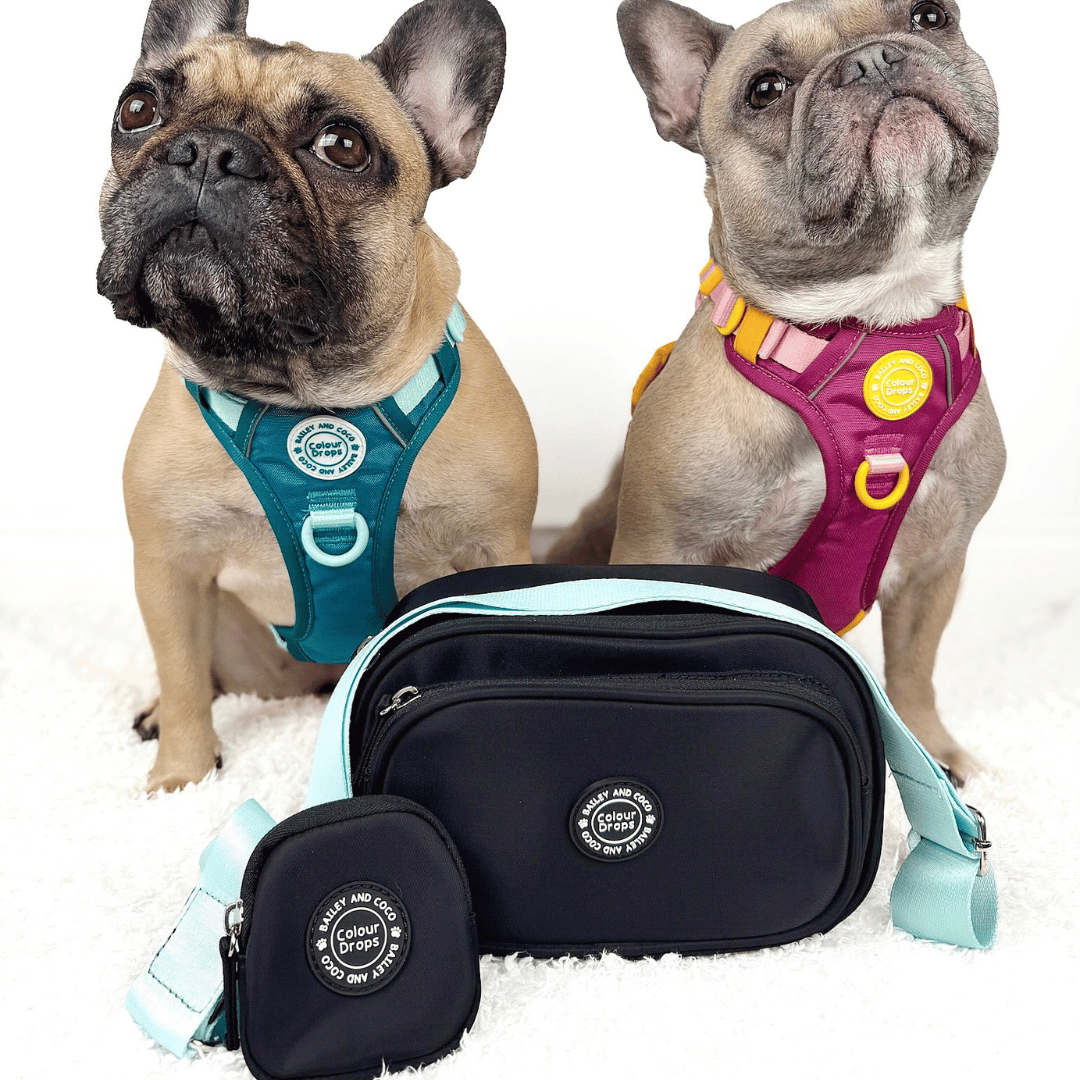 Bailey and Coco – wholesale Pet treat bag – Dog – Dog Walking Bag - Black with Spice It Up Strap29