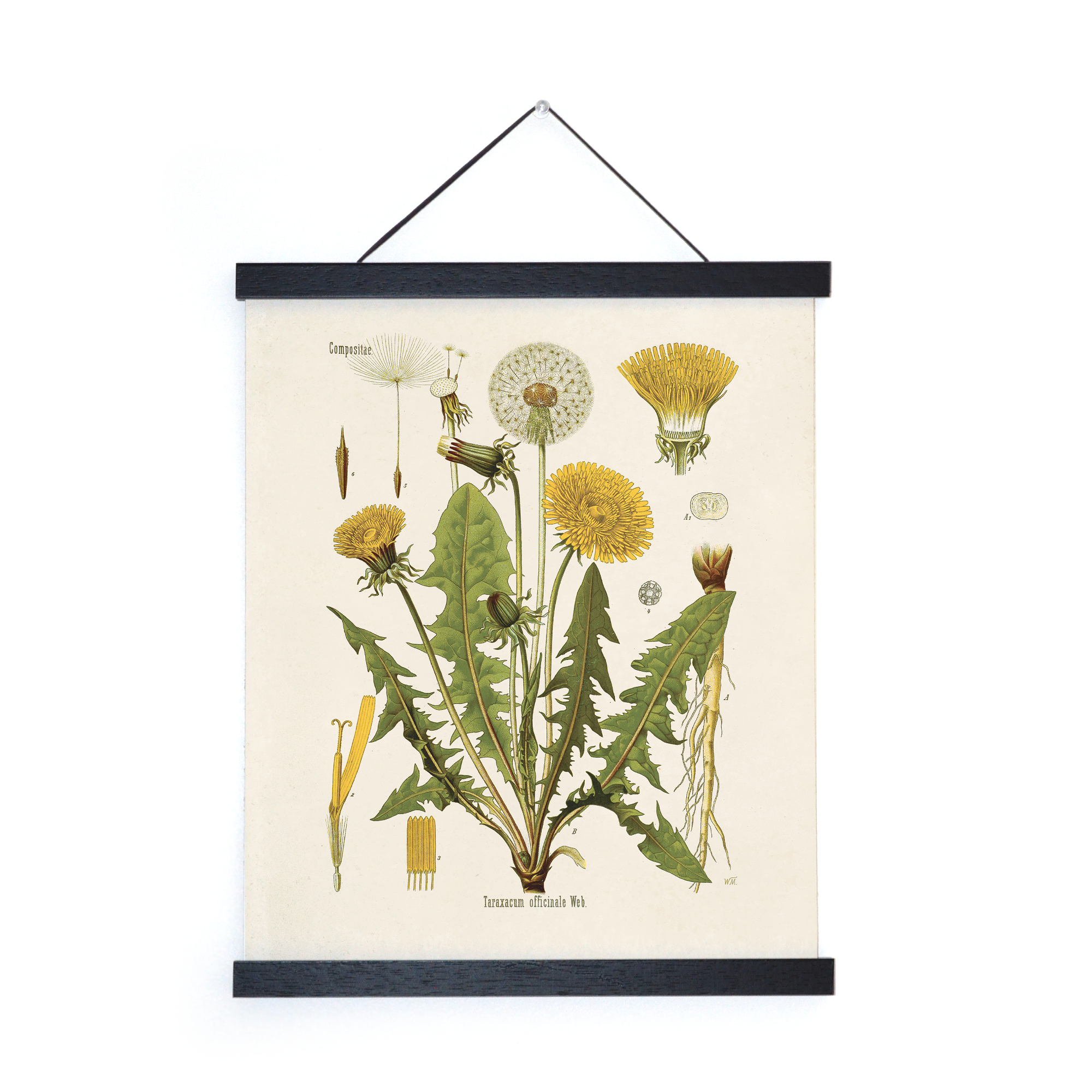 Curious Prints - Wholesale Art Print - Vintage Botanical Dandelion Flower Print w/ optional frame2