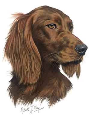 Perro Setter Irlandés – Tarjeta de Arte con Retrato de Robert May Montada para venta al por mayor de Chesapeake Farms LLC