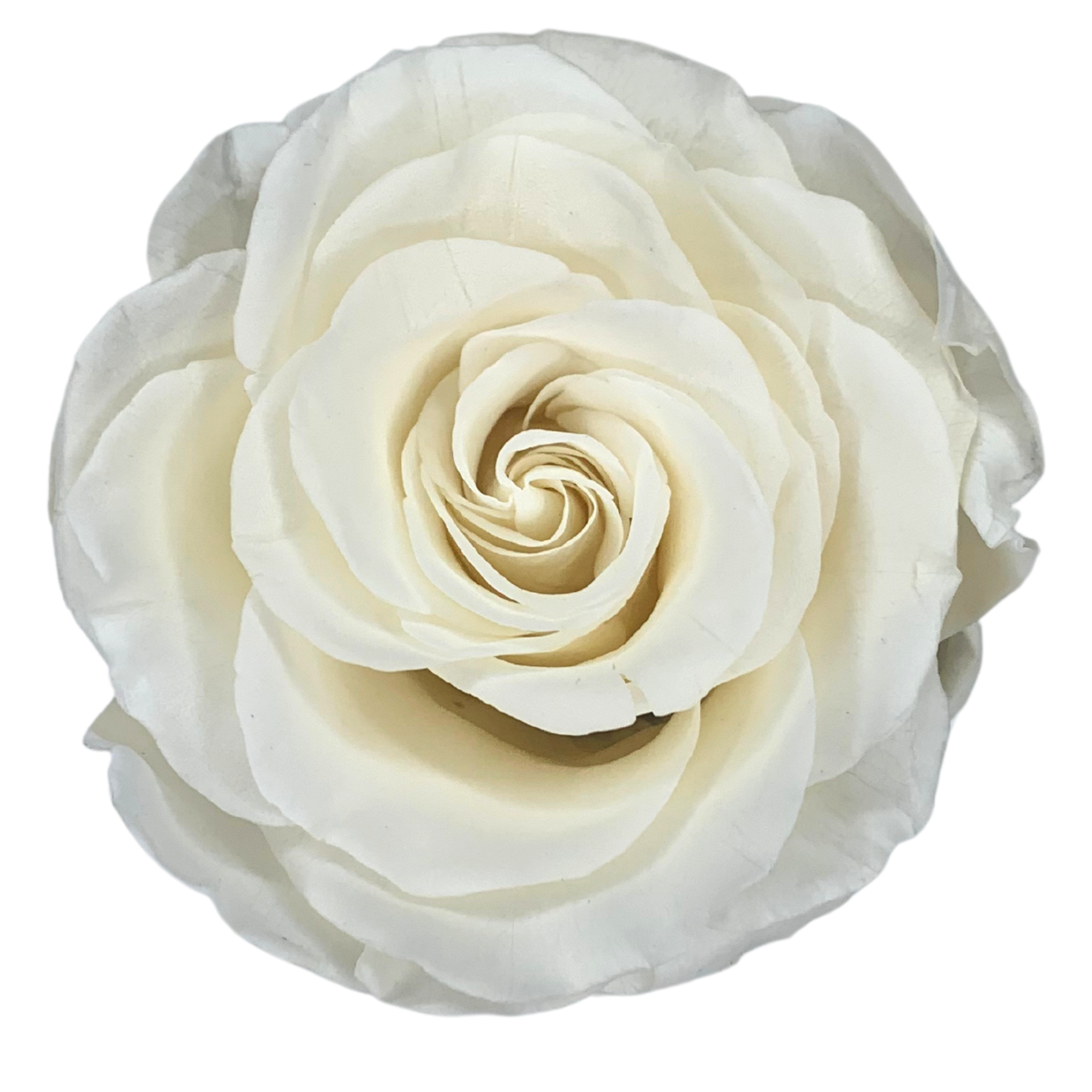 verona home and gift - Wholesale Dried/Pressed Flowers - Real Preserved Roses that Last Forever 30