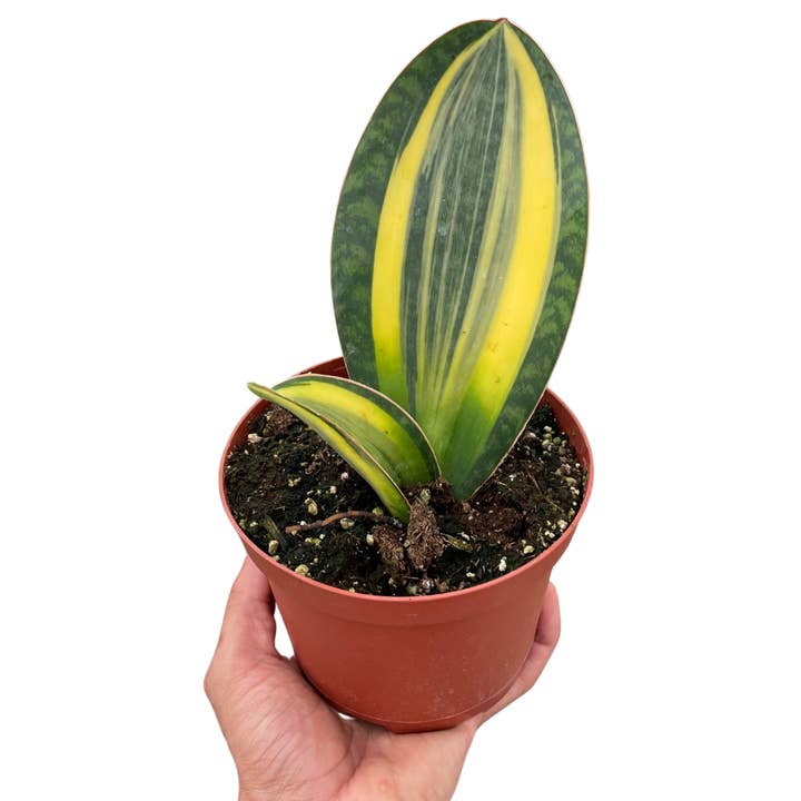 Plante serpent à nageoire de requin panachée pour la vente par Rooted Treasures Farms