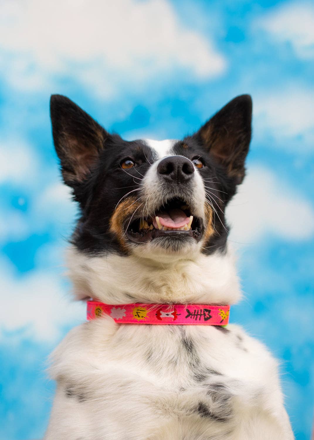 gentle thrills - Wholesale Pet Collar - Dog - trash day dog collar