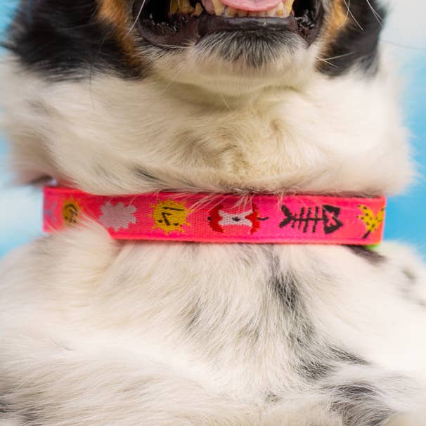 gentle thrills - Wholesale Pet Collar - Dog - trash day dog collar0