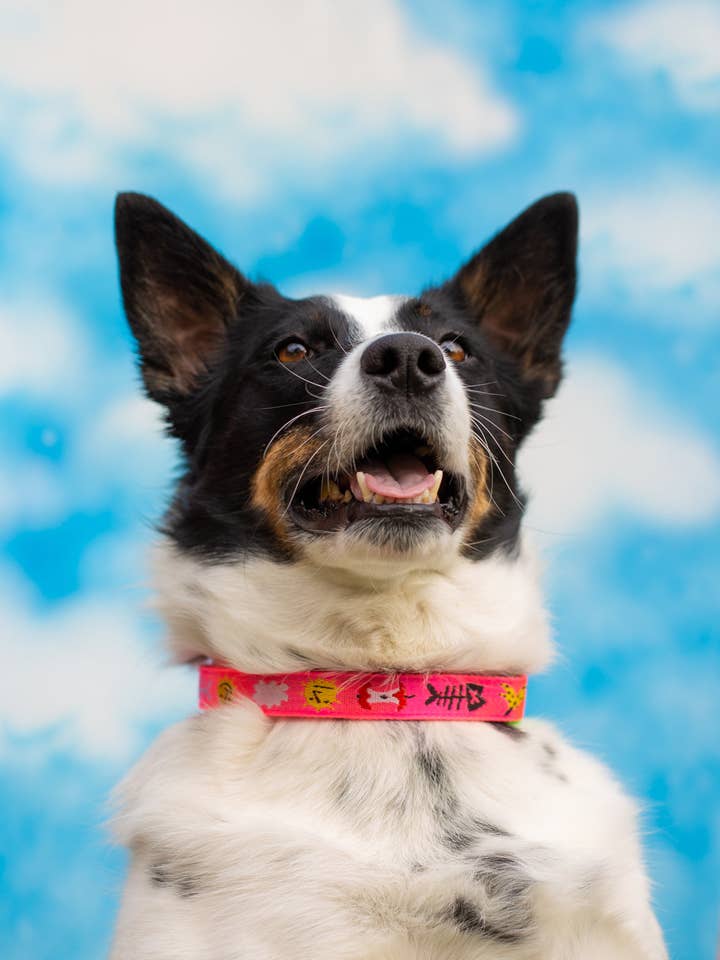 trash day dog collar for wholesale by gentle thrills