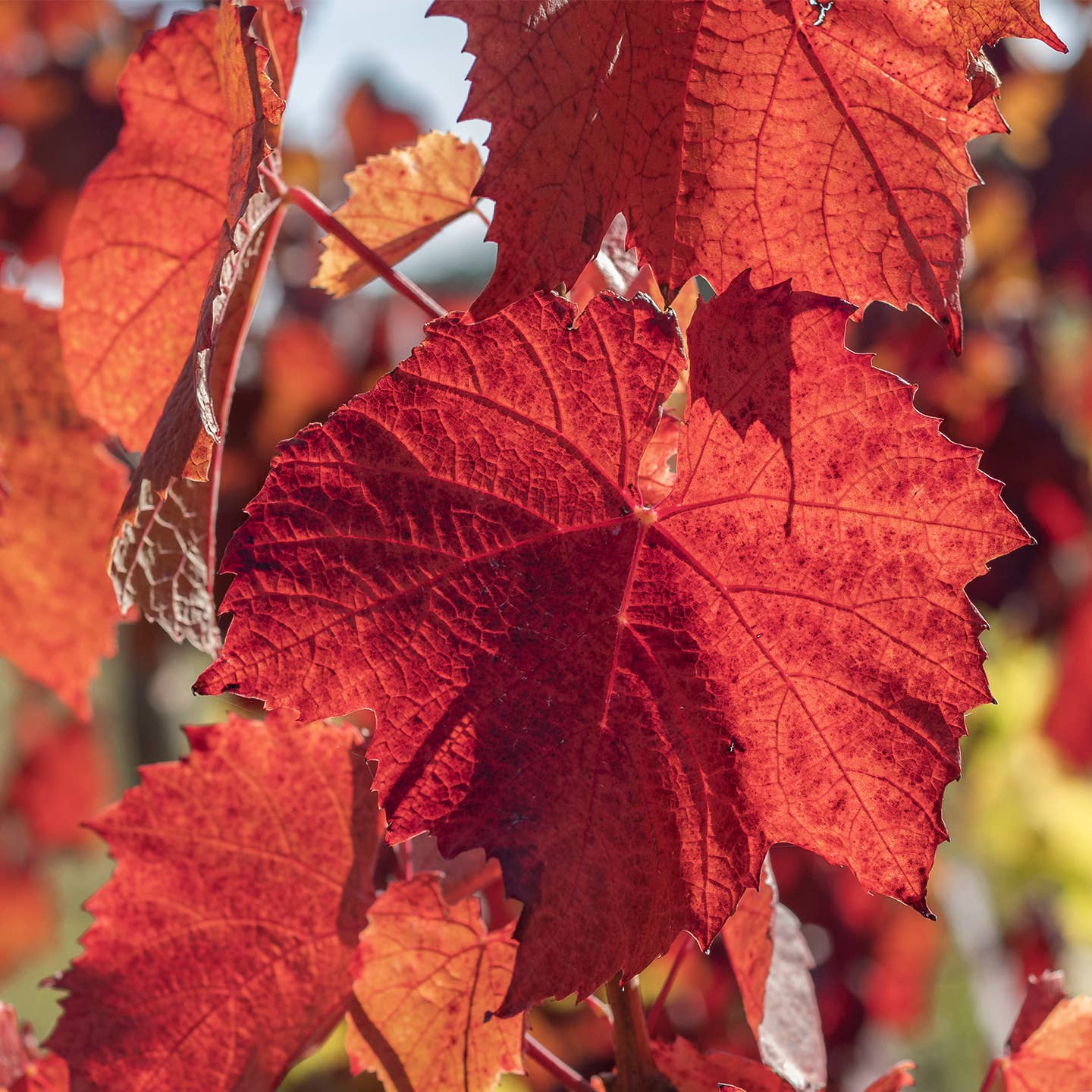 PROVENCE D'ANTAN - Wholesale Health/Detox Tea - Red Vine Infusion France Organic*2