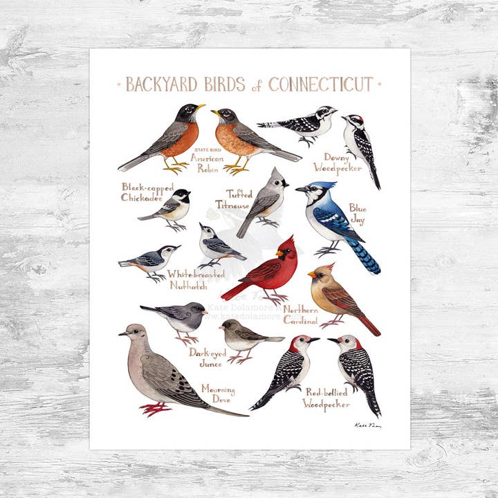 Connecticut 8x10 Backyard Birds Field Guide Art Print for wholesale by Kate Dolamore Art