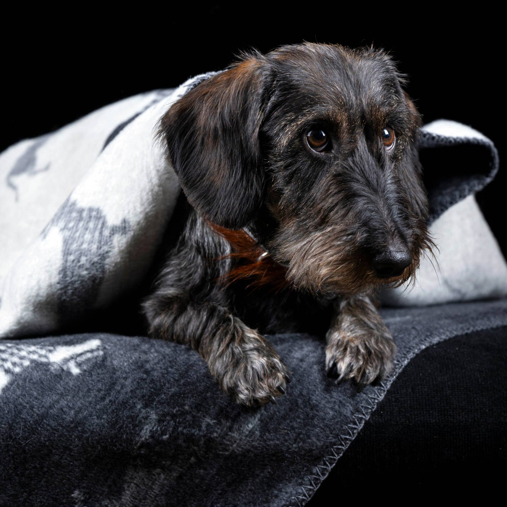 LABONI - Volentis GmbH - Venta al por mayor Edredón - Gatos y perros - TECKEL - MANTA DACHSHUND11