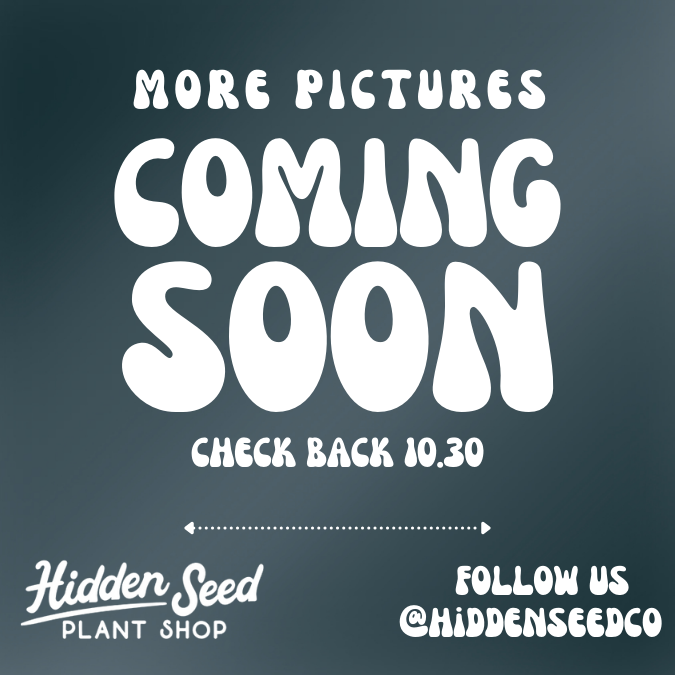 Hidden Seed Co - Wholesale Live Plant - Hoya 'Rangsan'1