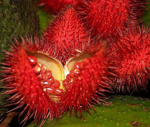 Natura Petz Organics - Wholesale Pet Supplement - Cat/Dog - Achiote Powder - Urinary, Bladder & Probiotic Digestive Support* the Petz Kitchen™3