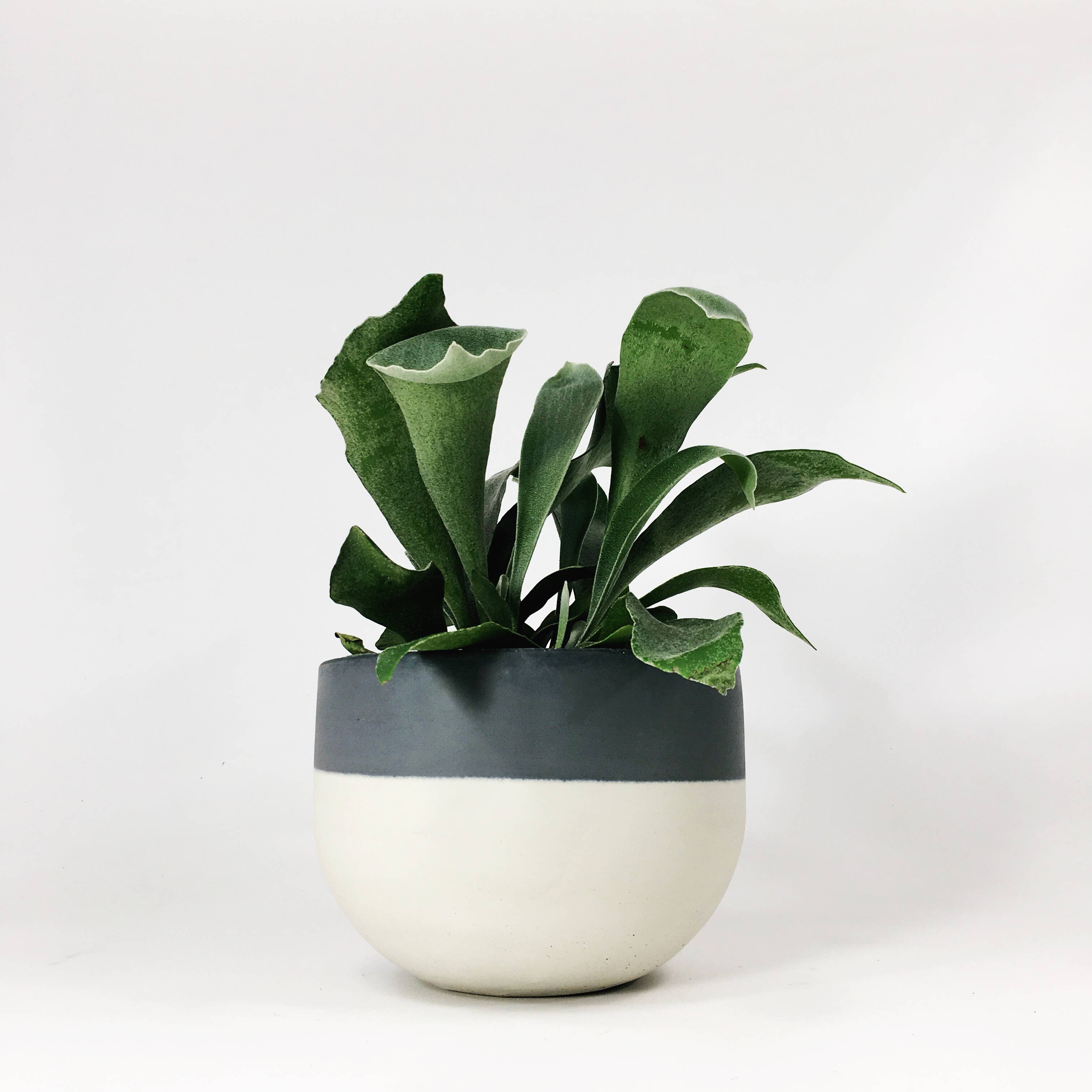 Settlewell - Wholesale Plant Pot - 6" Concrete Bowl Planter / 16 Colors5