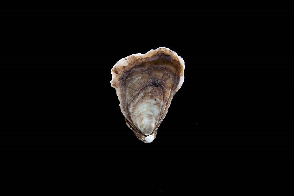 W. W. Norton - Wholesale Cookbooks & Food - Oysters: A Celebration in the Raw3