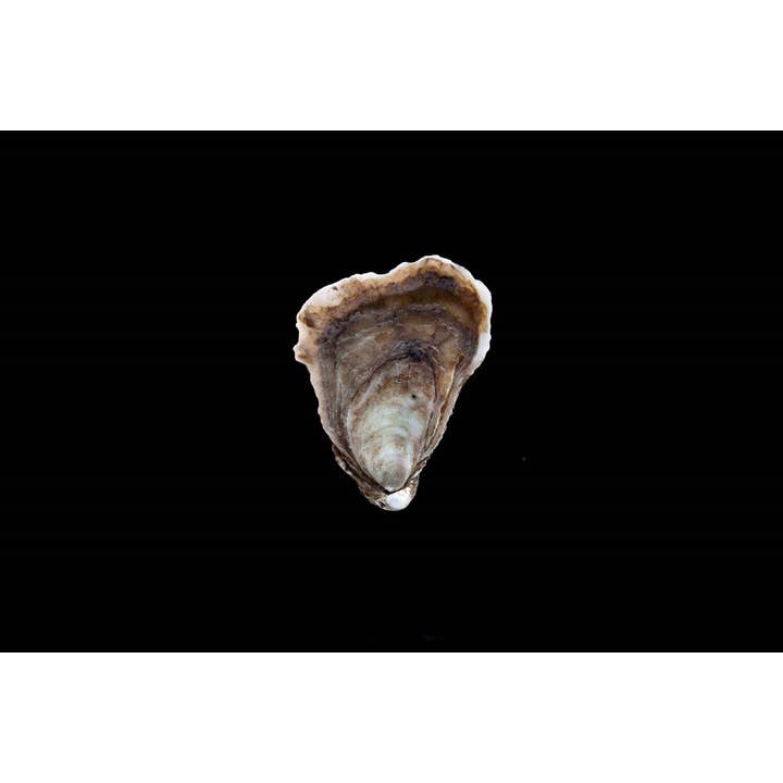 W. W. Norton - Wholesale Cookbooks & Food - Oysters: A Celebration in the Raw3