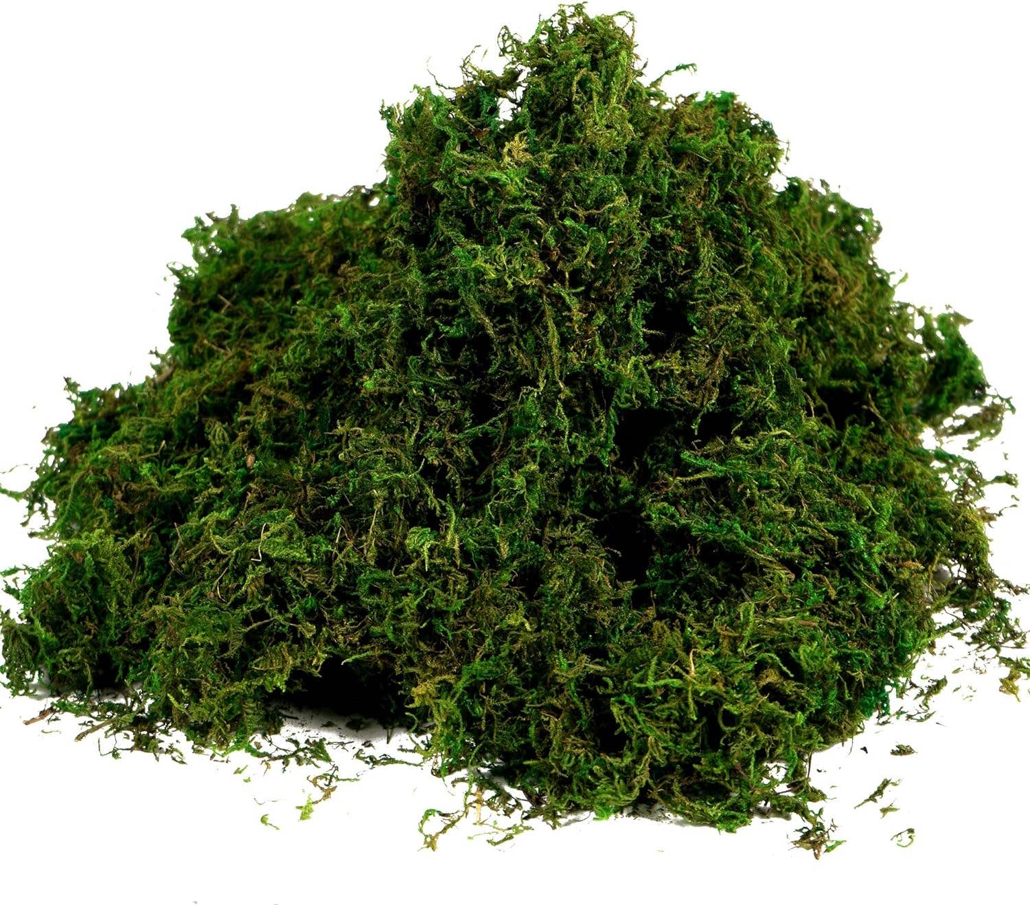 Angel Isabella - Wholesale Live Plant - 10oz or 1lb Bulk Pack-Naturally Preserved Green Moss6