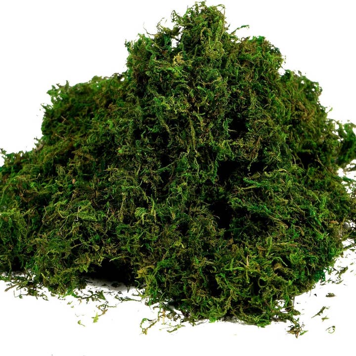 Angel Isabella - Wholesale Live Plant - 10oz or 1lb Bulk Pack-Naturally Preserved Green Moss6