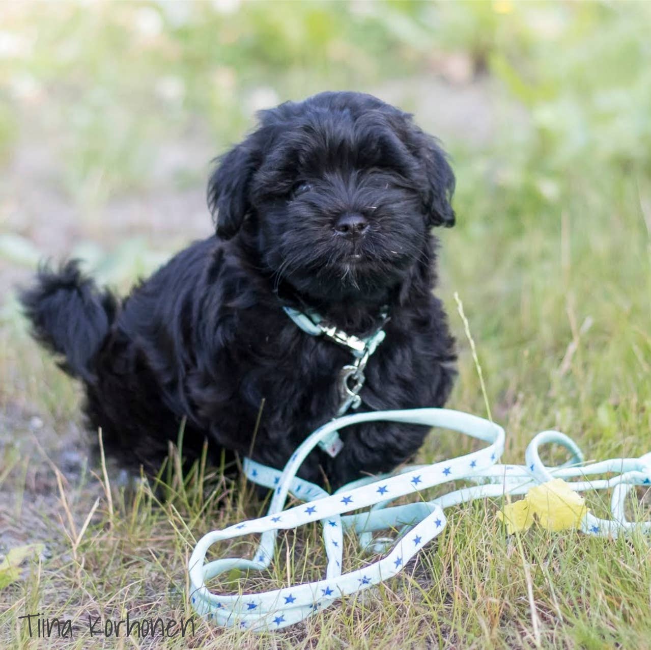 FINNERO – trela - Cão por atacado – Guia Macia FINNERO BAMBINO para Filhotes, 3 Cores5