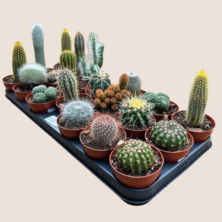 British Grown 8.5cm Cacti Mix – Case of 20 for wholesale by The Little Botanical