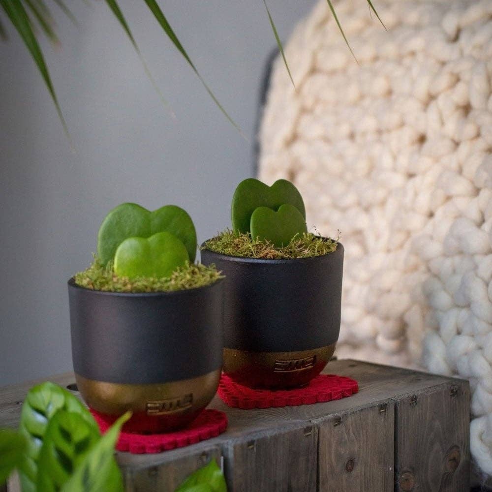 The Little Botanical – wholesale Succulent – Hoya Kerrii (Double Heart) 💚💚17