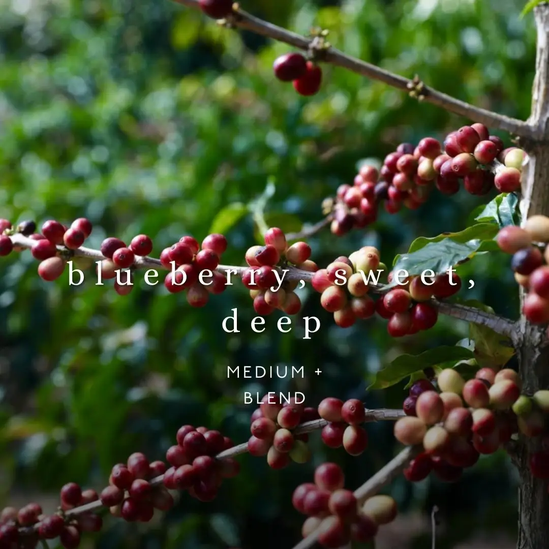 No. Six Depot – Grãos de café por atacado – Blend Blue Velvet de Café em Grãos Inteiros 340 g1