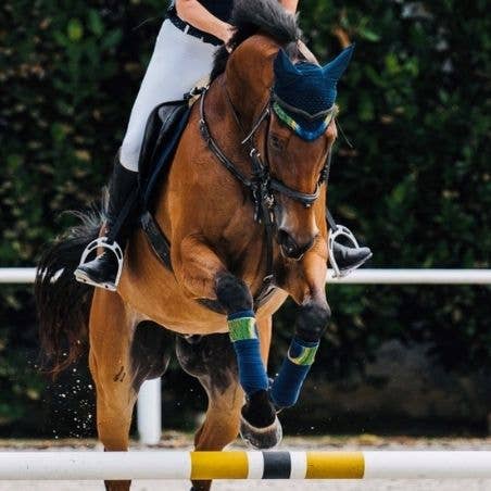 Paladin Equestrian – wholesale Ridutrustning – Påfågel fjäder Full Set3