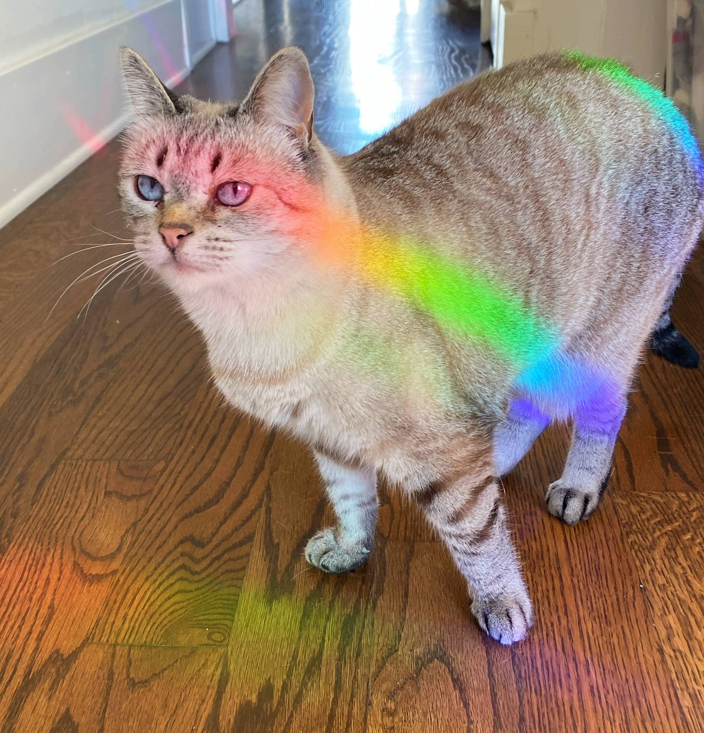 Jess Weymouth - Wholesale Suncatcher - Variegated Monstera Suncatcher Window Decal2