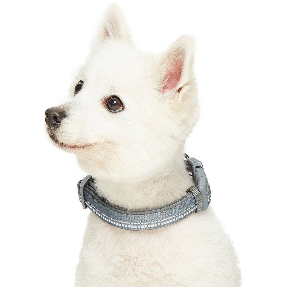 Blueberry Pet - Vente Collier – chien - Collier de sécurité rembourré en néoprène souple réfléchissant 3M29