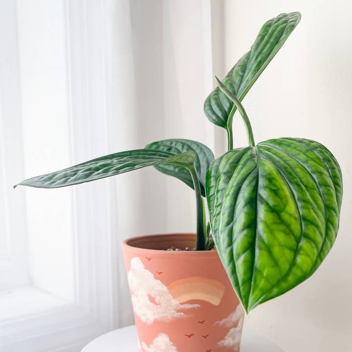 Aloe Painted Pots - Wholesale Plant Pot - Hand Painted Cotton Candy Terracotta Pot
