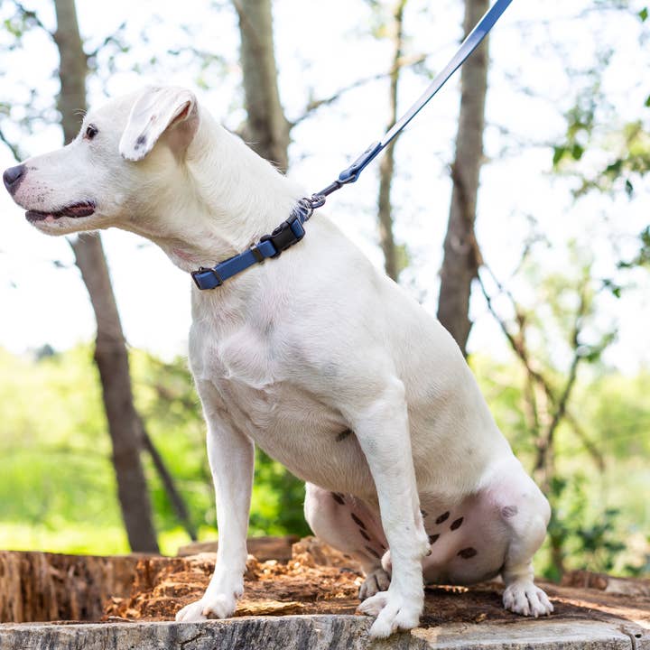 Euro-Dog Collars and Leads - Wholesale Pet collar – Dog - Waterproof Dog Collar Soft YKK Buckle Quick Release 7