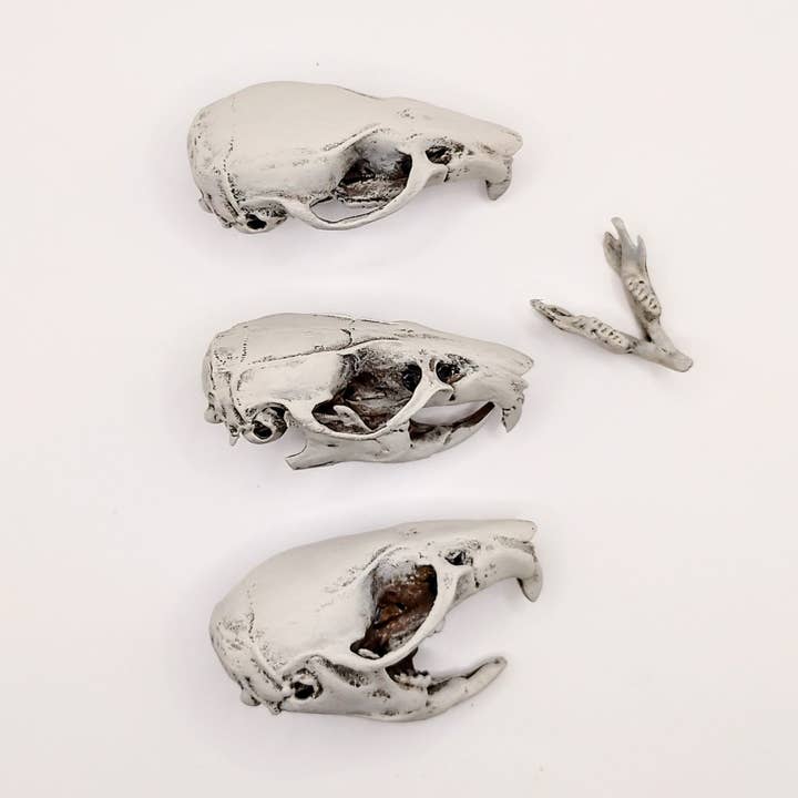 The Scale Grail - Wholesale Decoratief beeldje - Brown Rat Skull - replica op ware grootte van de schedel van knaagdieren, curiositeiten en eigenaardigheden op schaal 1:1, cadeau en decoratie voor het verzamelen van botskeletten (1 schedel)1