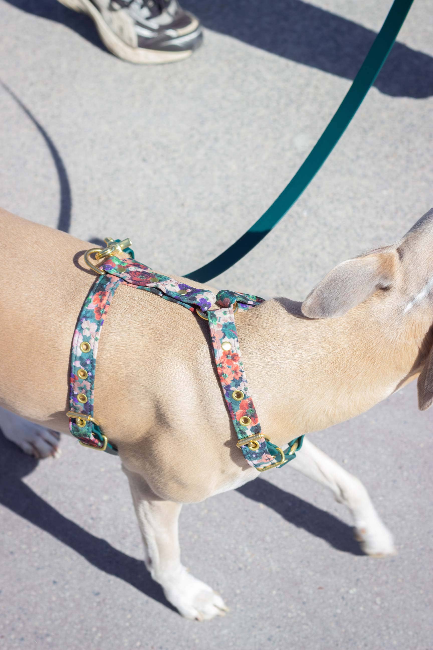 Atelier Markiz - Wholesale Pet Harness - Dog - Scarlett Harness2